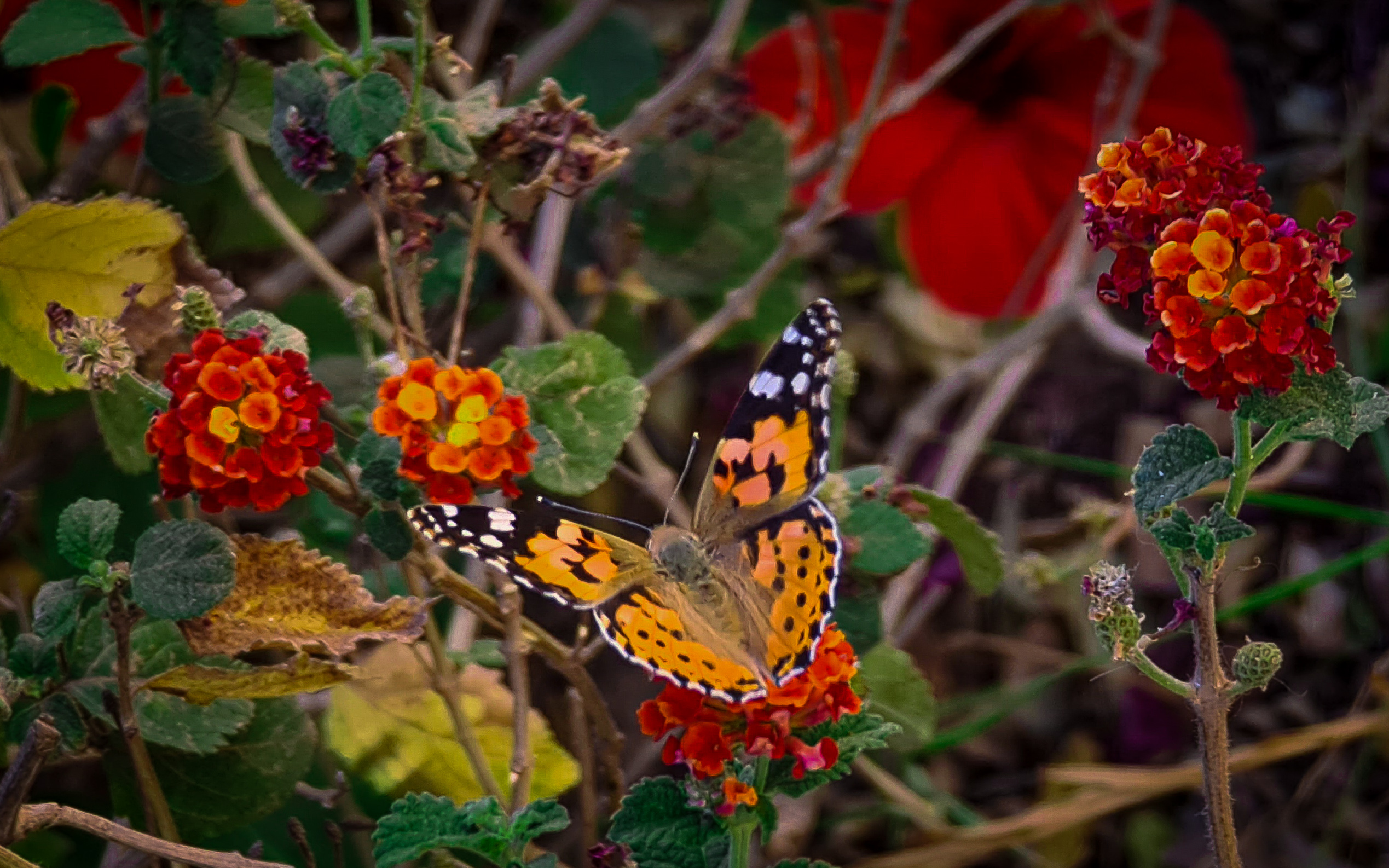 Butterfly